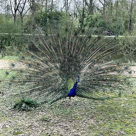 Apartament Lighthouse - Modern House With Garden - 20 Minutes To Duesseldorf *